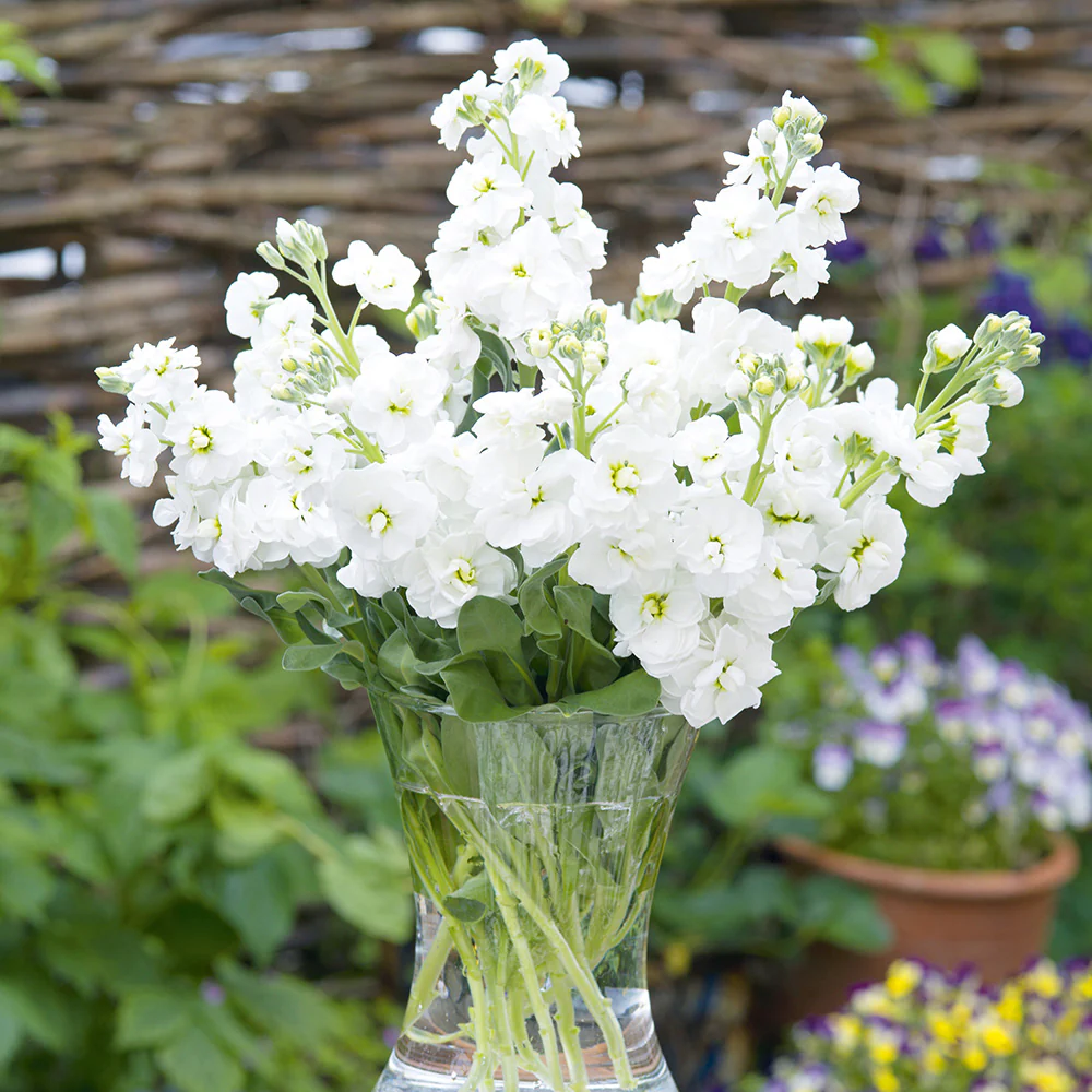 Stock Anytime White