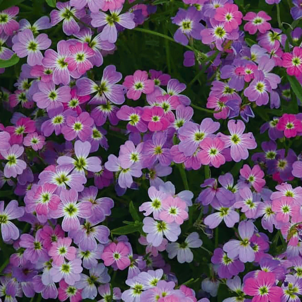 Stock Spring Sparkle