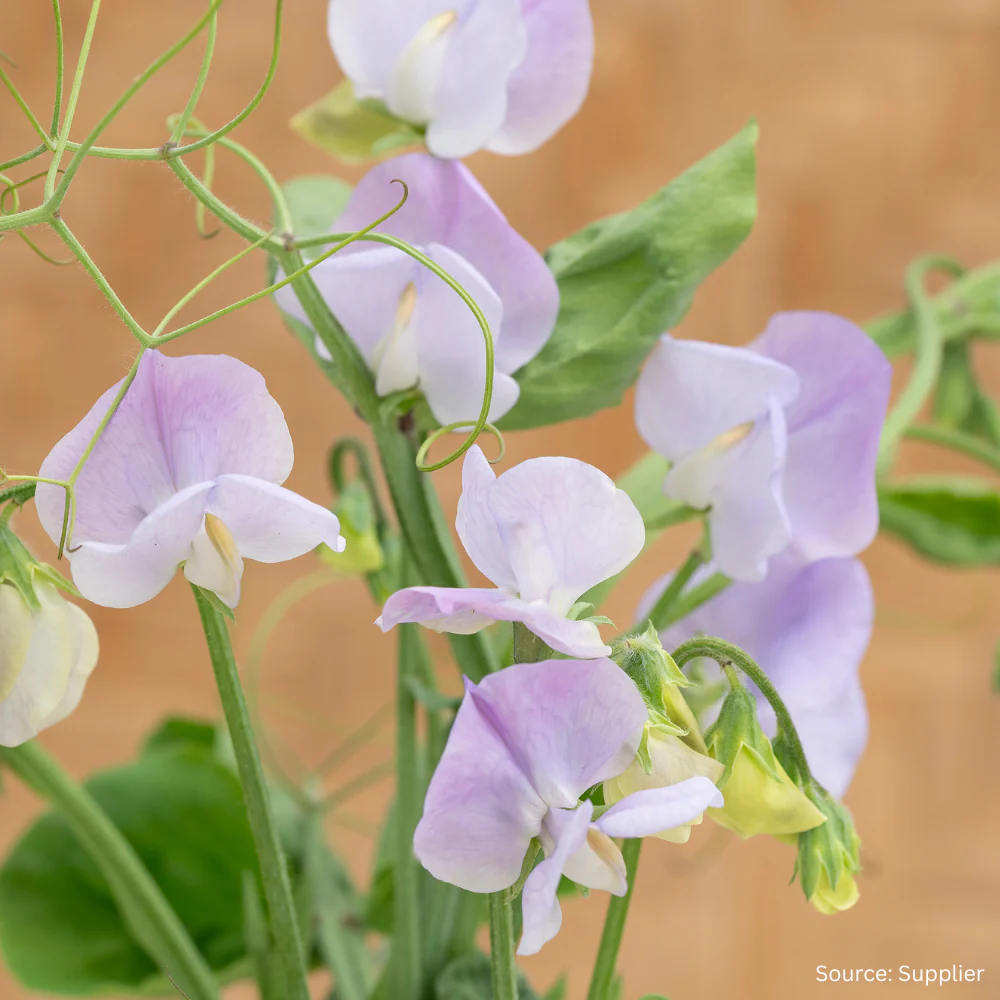 Sweet Pea Arthur Hellyer - Image 2