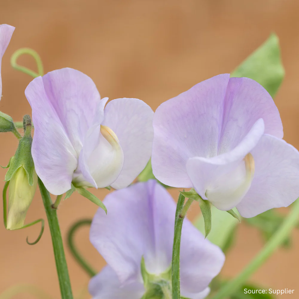 Sweet Pea Arthur Hellyer - Image 3