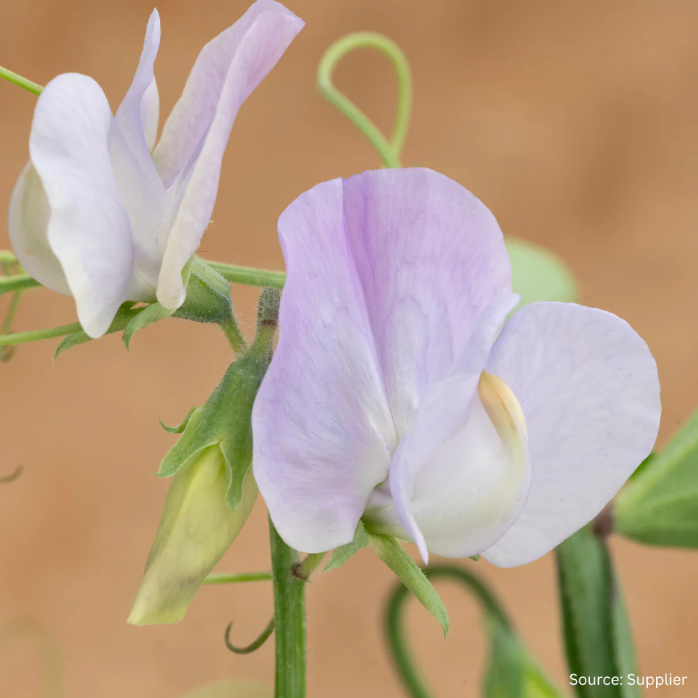 Sweet Pea Arthur Hellyer - Image 4