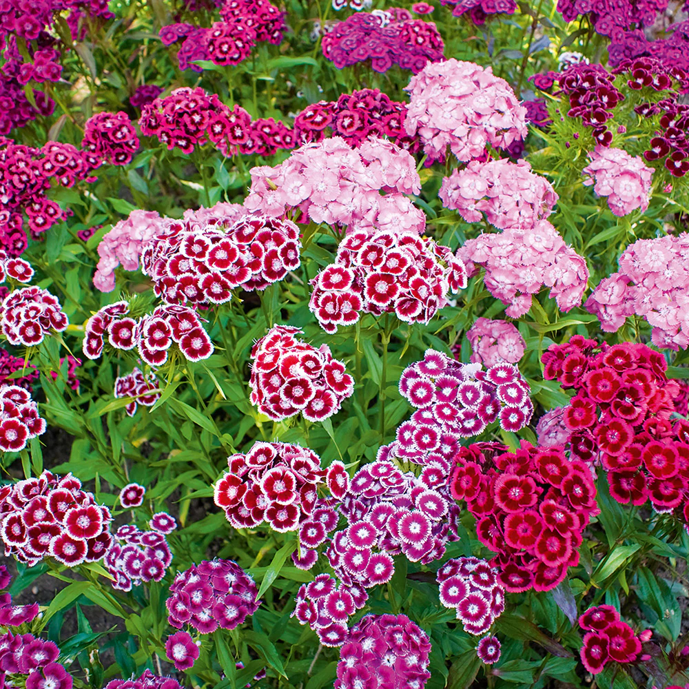 Sweet William Summer Cutting Mix
