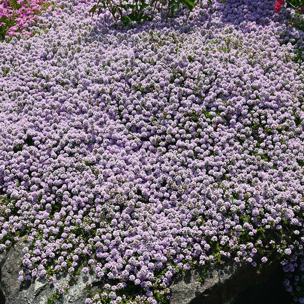 Thyme Wild - Image 2
