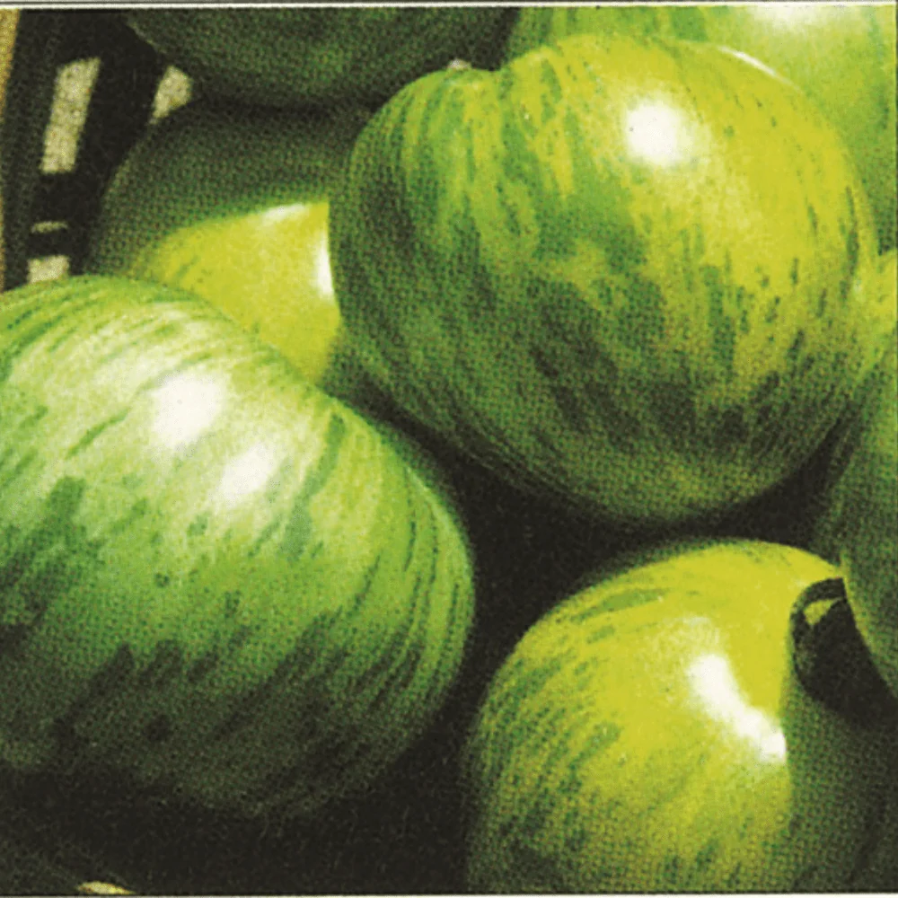 Tomato Green Zebra