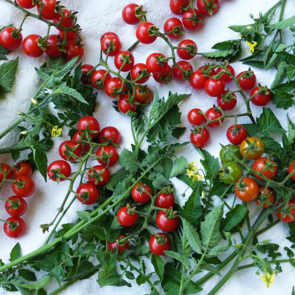 Tomato Matt's Wild Cherry - Image 2