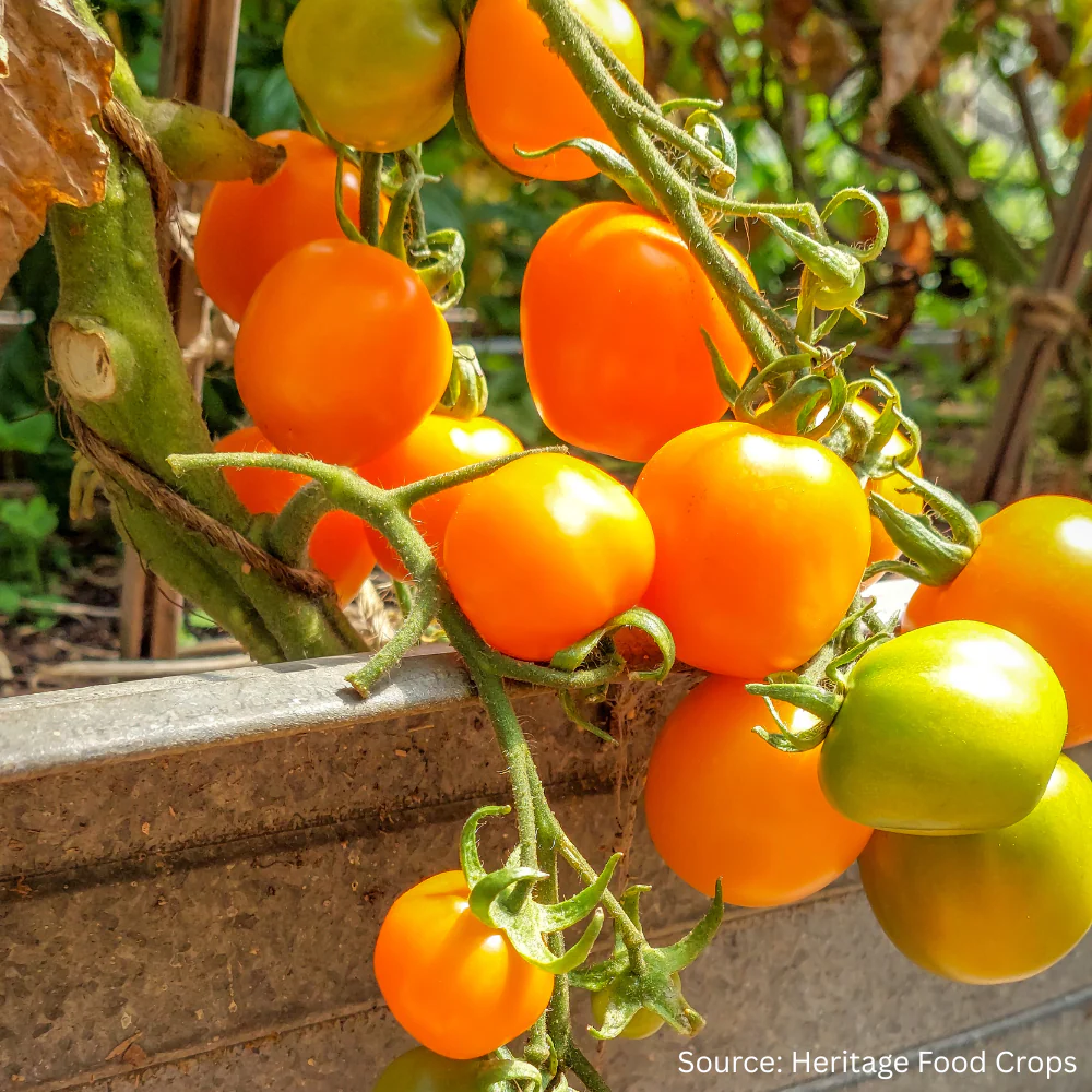 Tomato Mini Orange