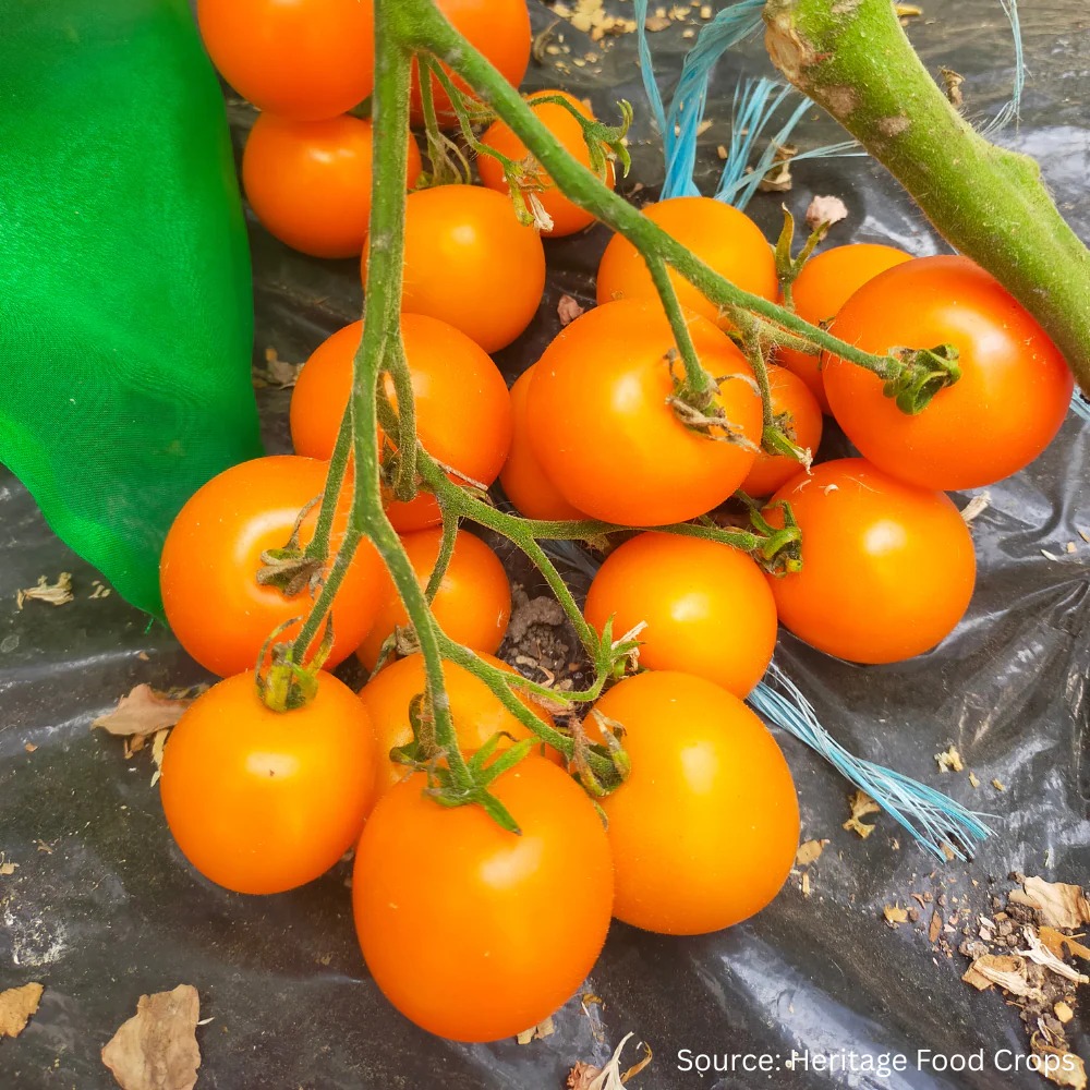 Tomato Moonbeam