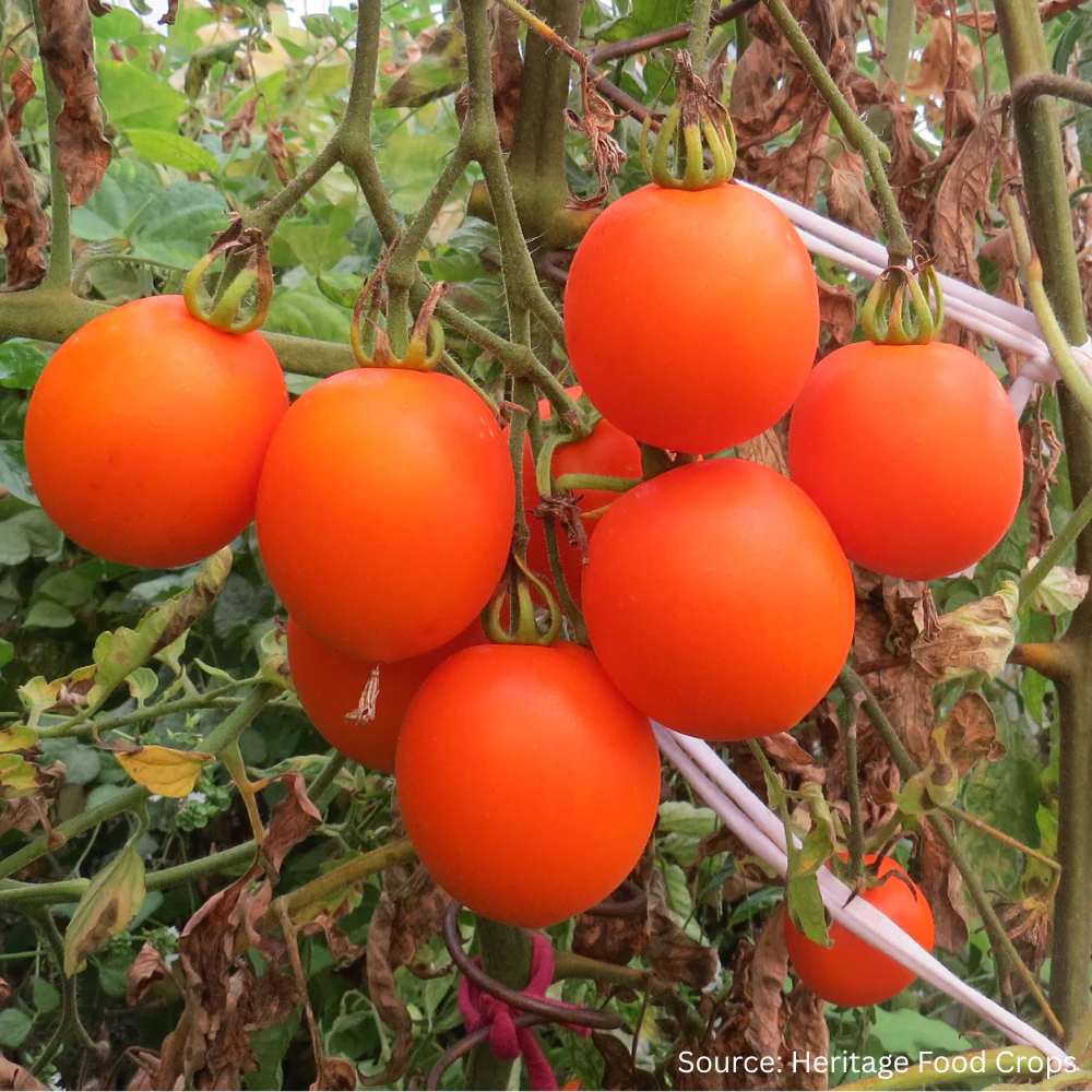 Tomato Oley
