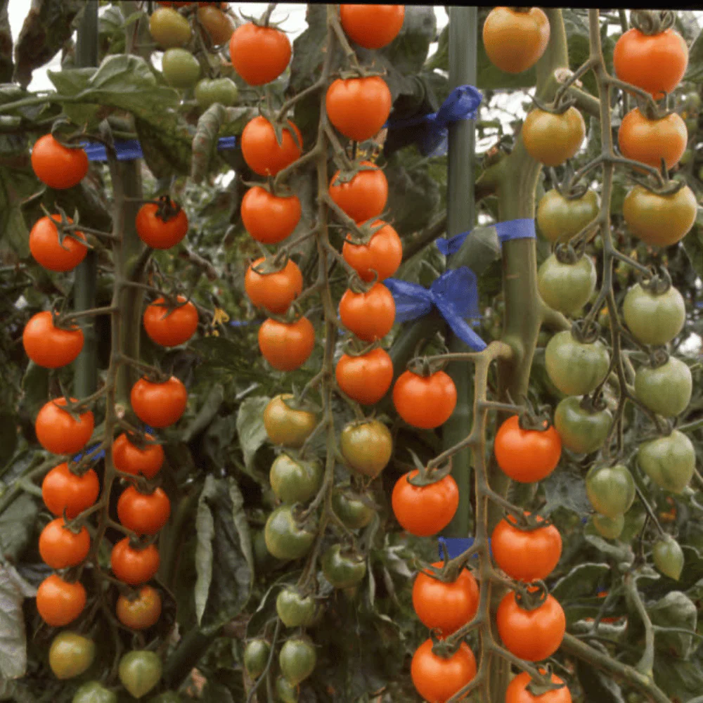Tomato Sungold F1 - Image 2