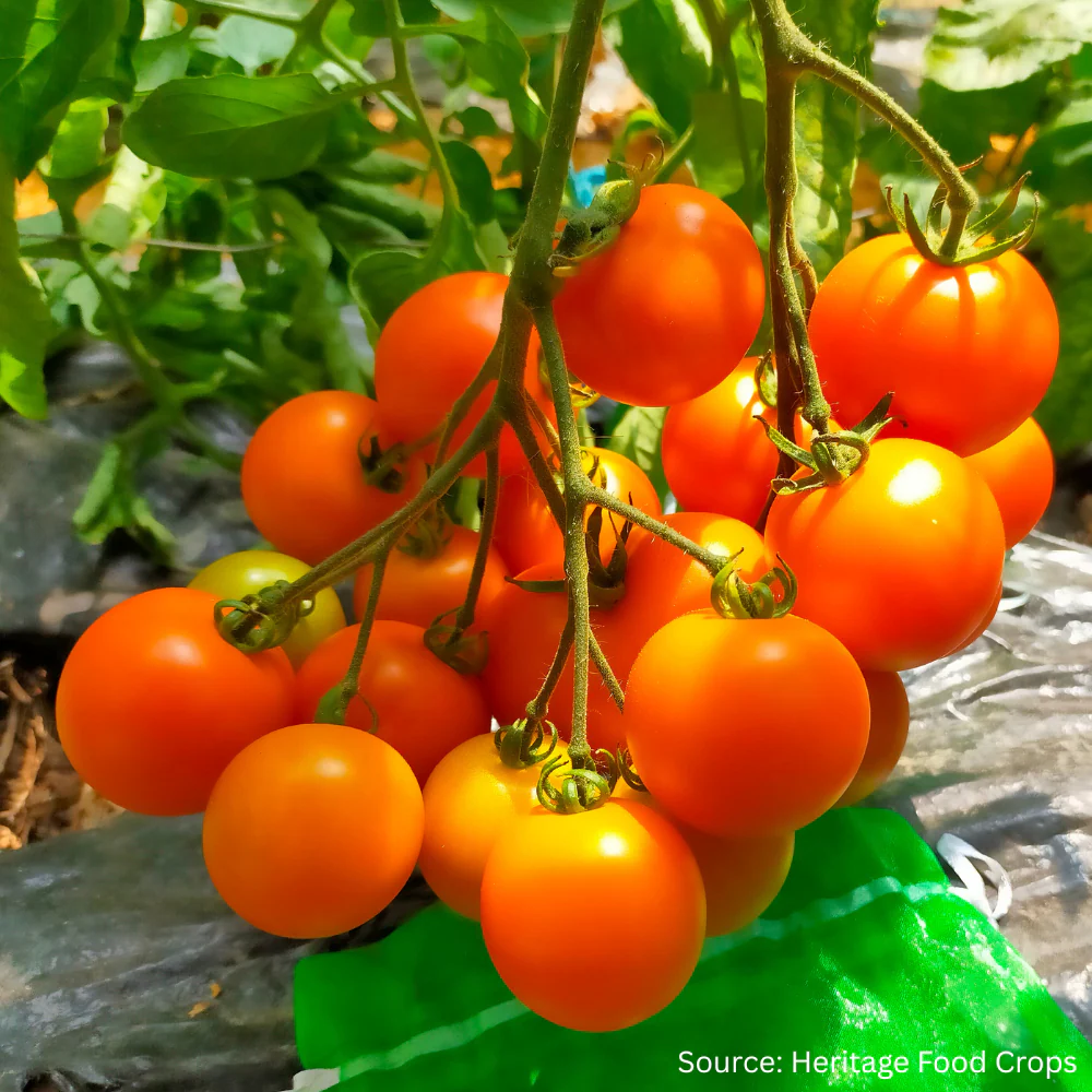 Tomato Tangella