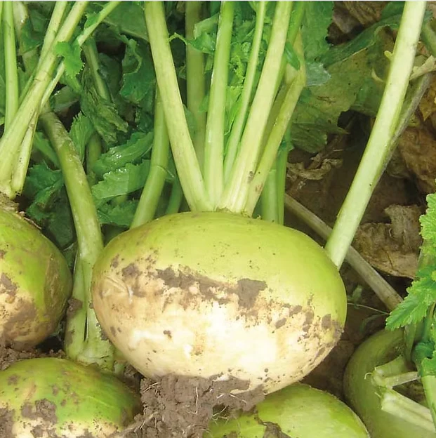 Turnip Green Globe - Image 2