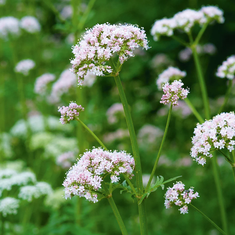 Valerian