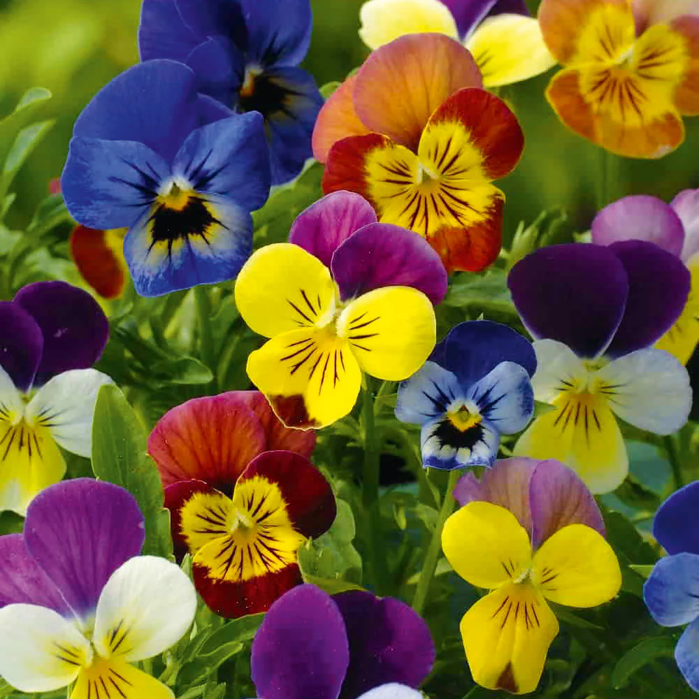 Viola Chicky Chicks