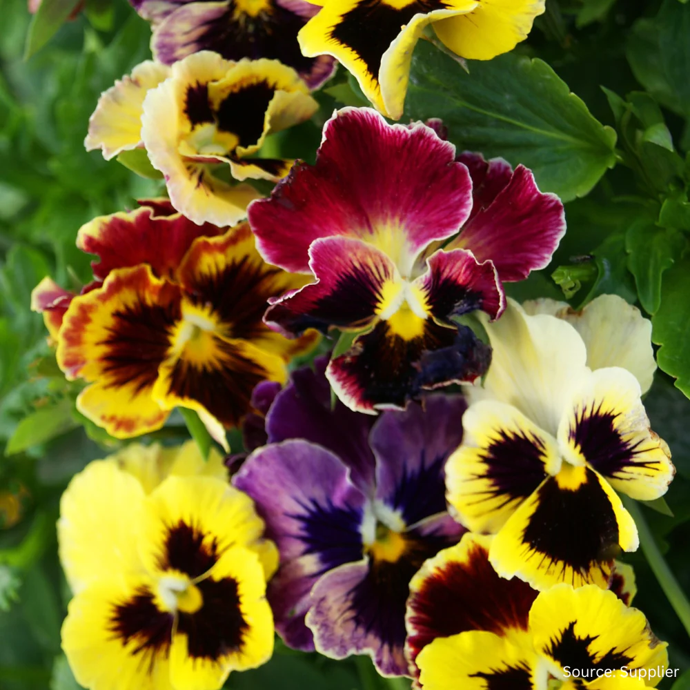 Viola Rococo Frill Mix