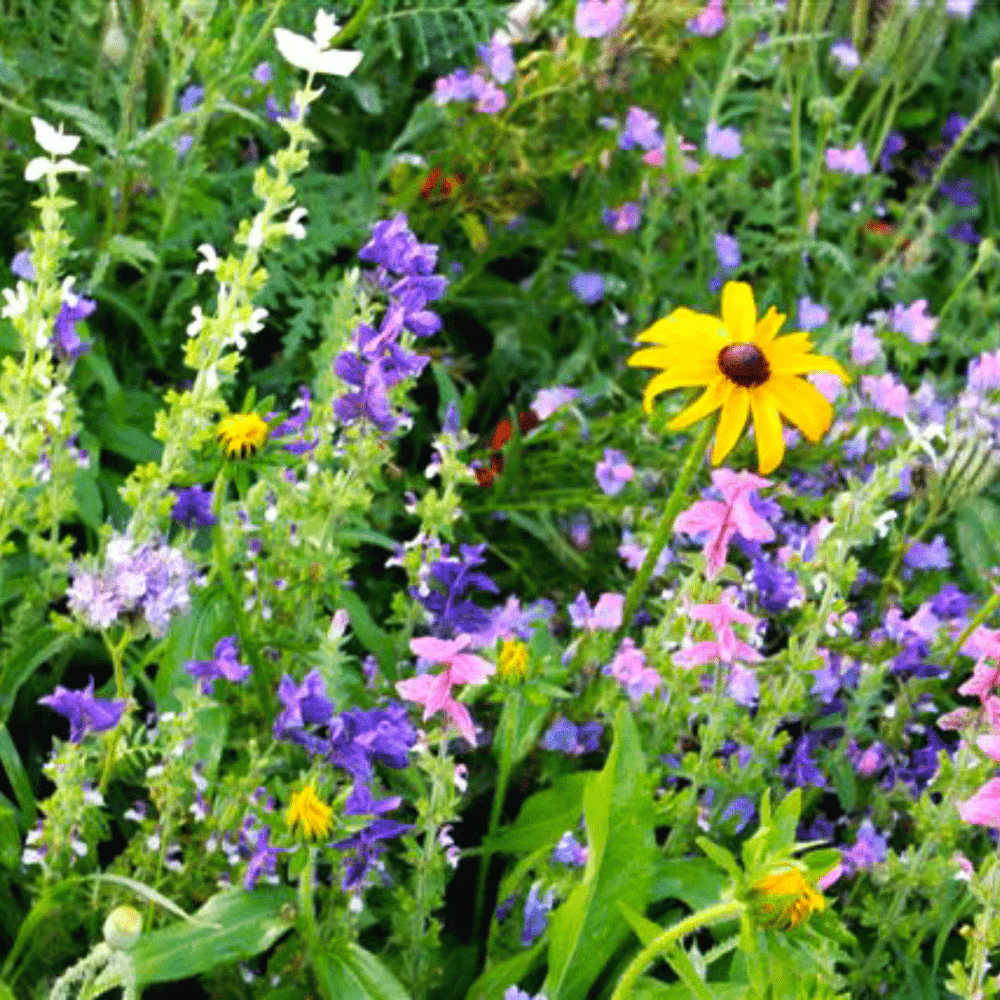 Wildflower Garden Blend
