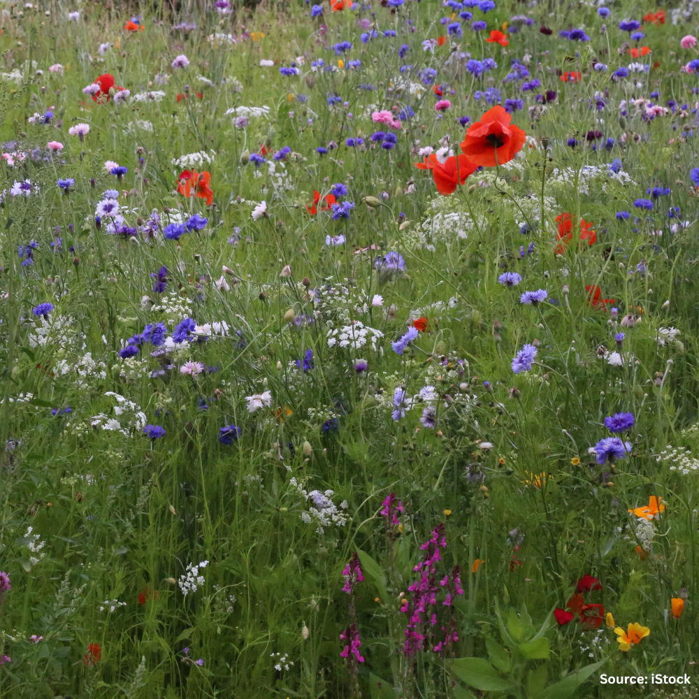 Wildflower Pollinator Blend - Image 3