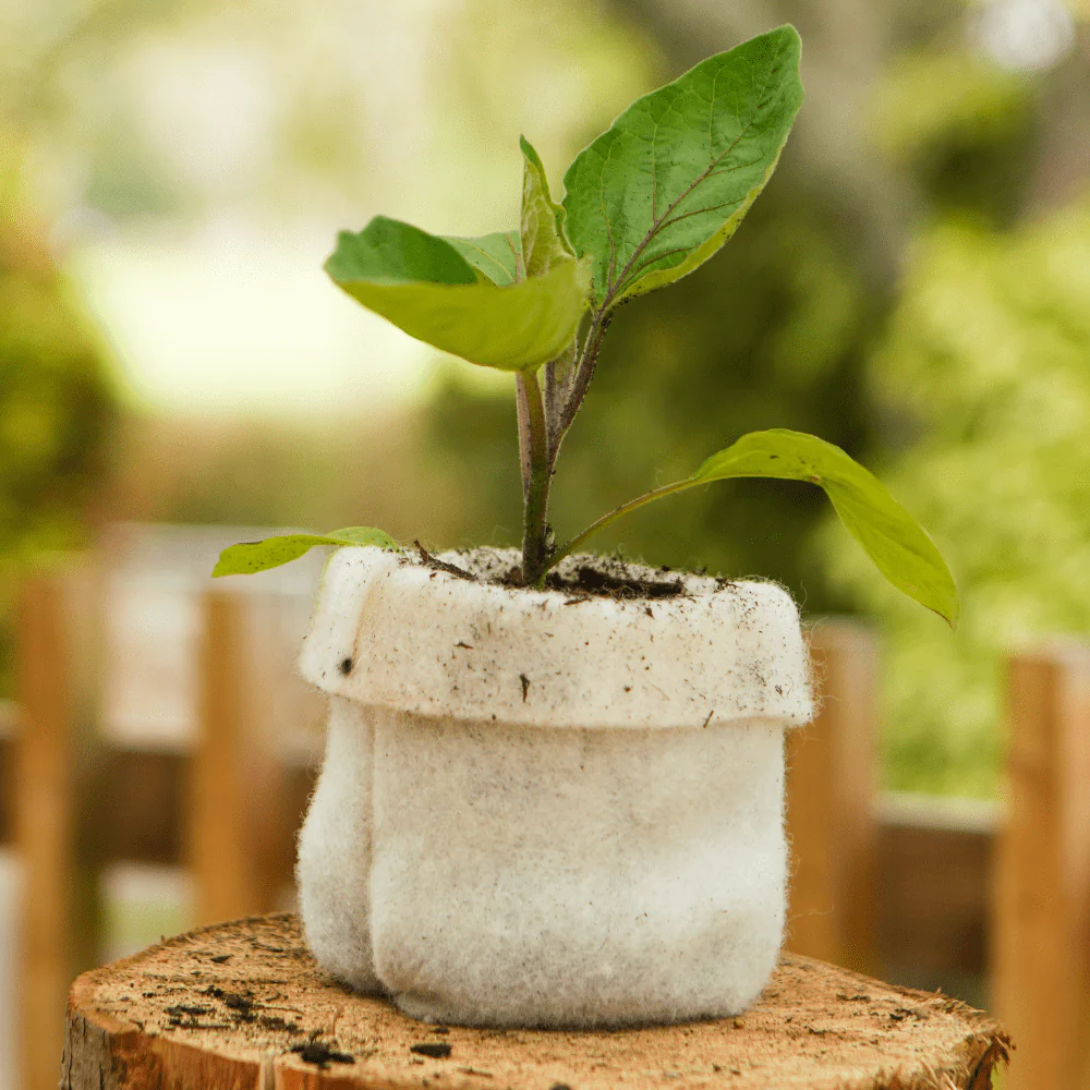 Wool Propagation Pots