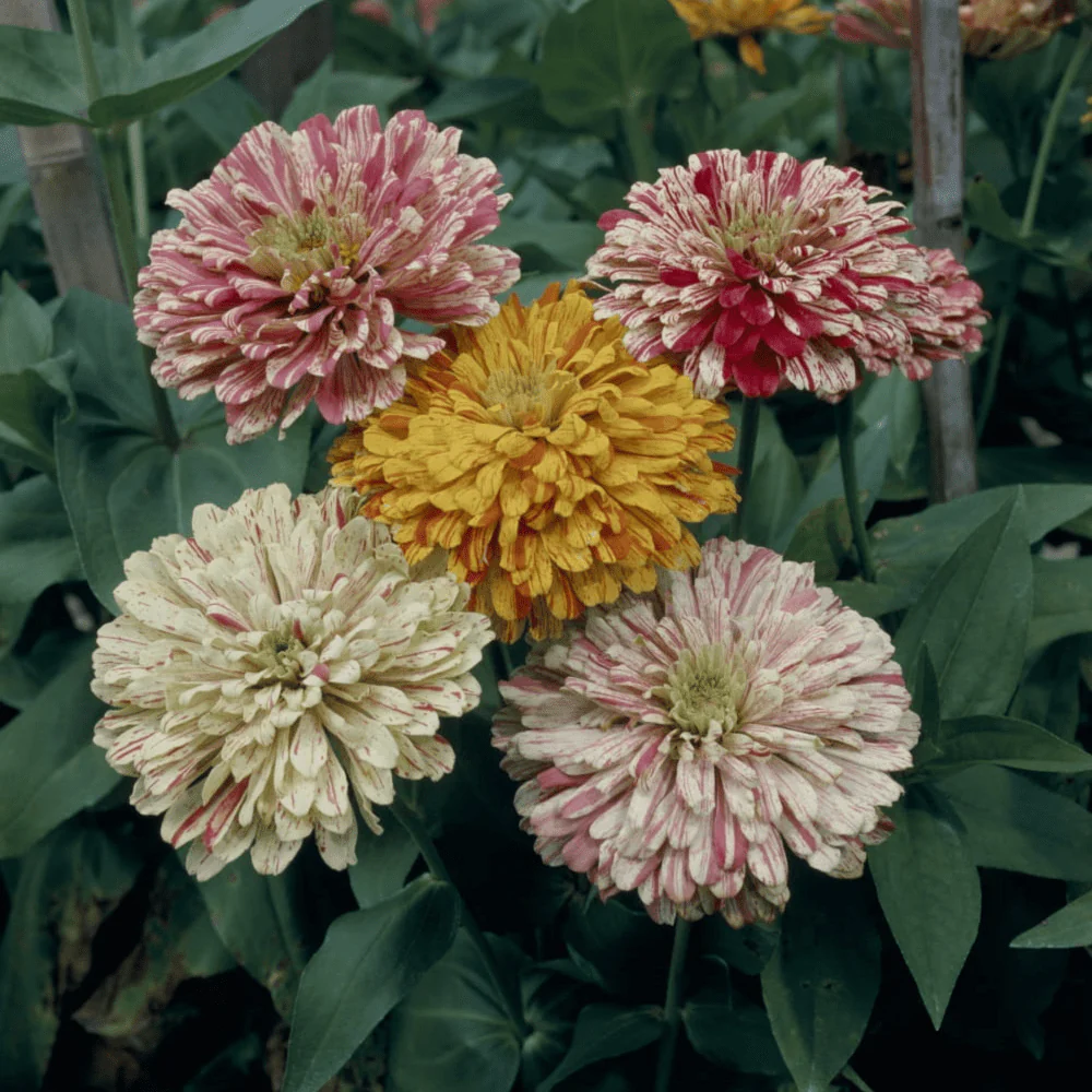 Zinnia Candy Cane - Image 3