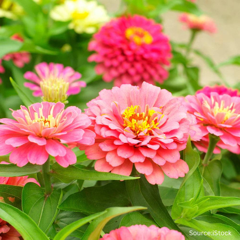 Zinnia Candy Floss Mix