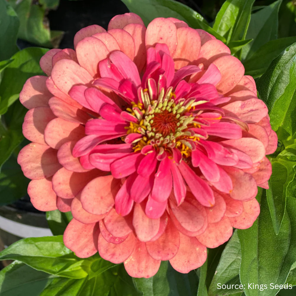 Zinnia Eldorado - Image 2